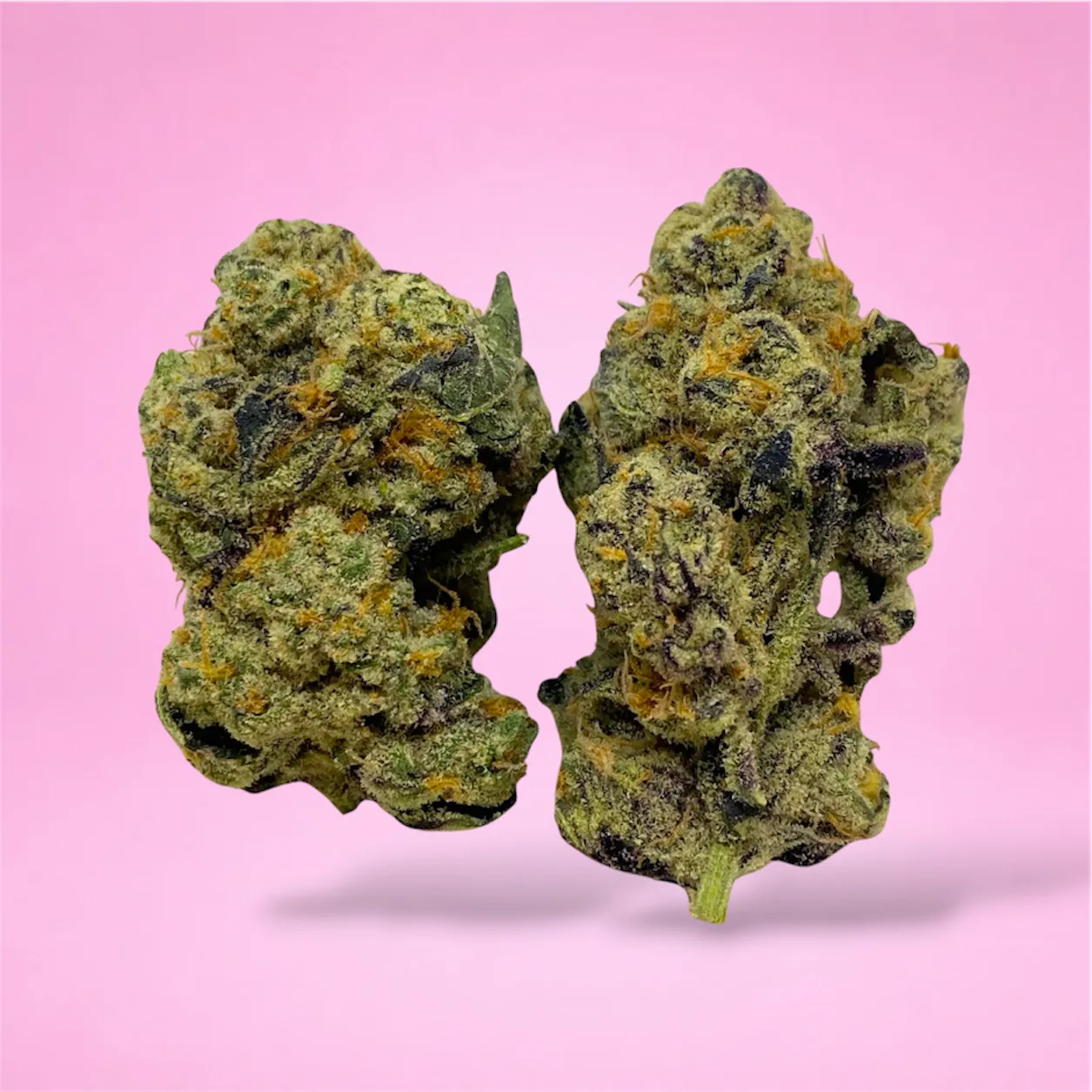 Cheetah Piss cannabis strain buds with citrus and diesel aroma