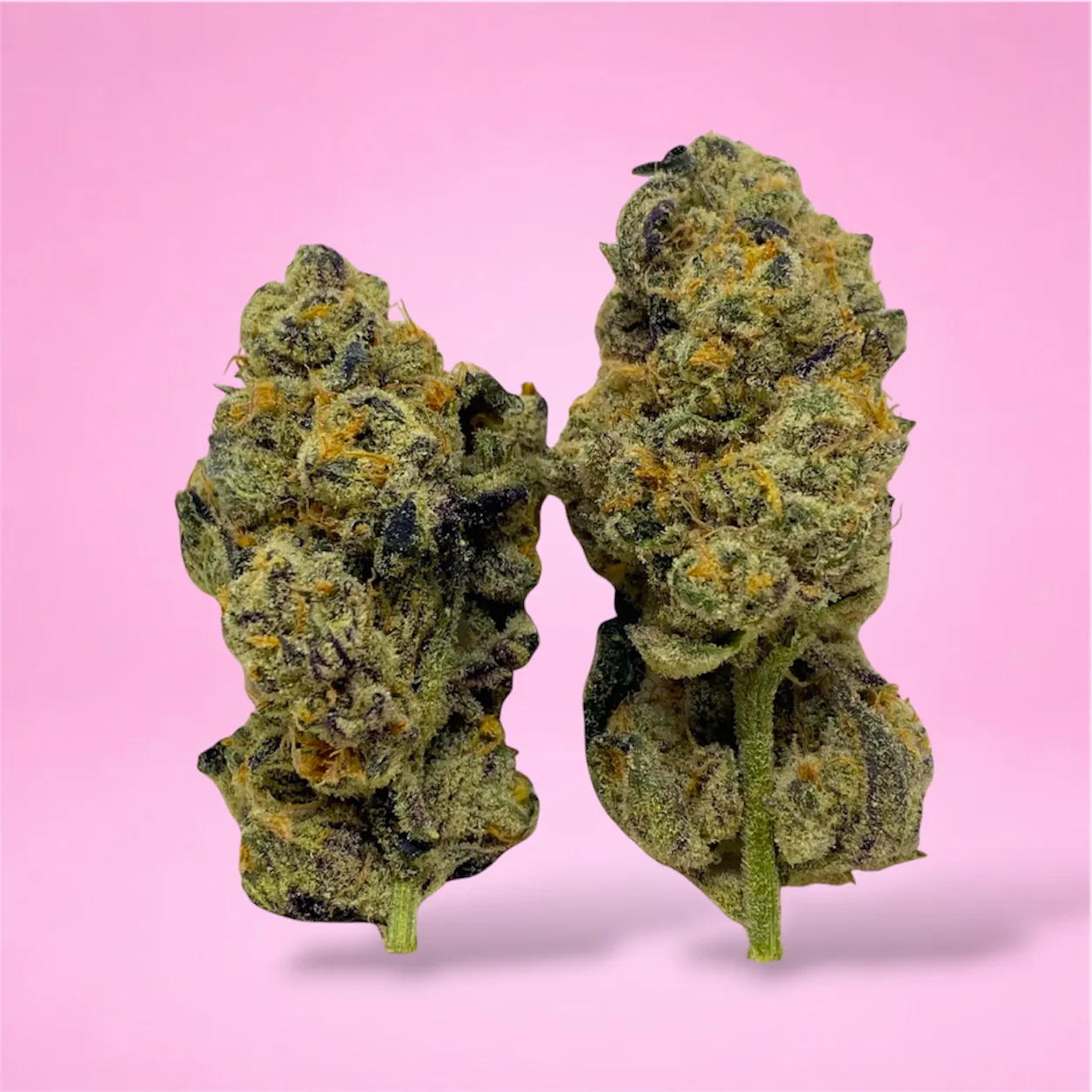 Cheetah Piss cannabis strain buds with citrus and diesel aroma