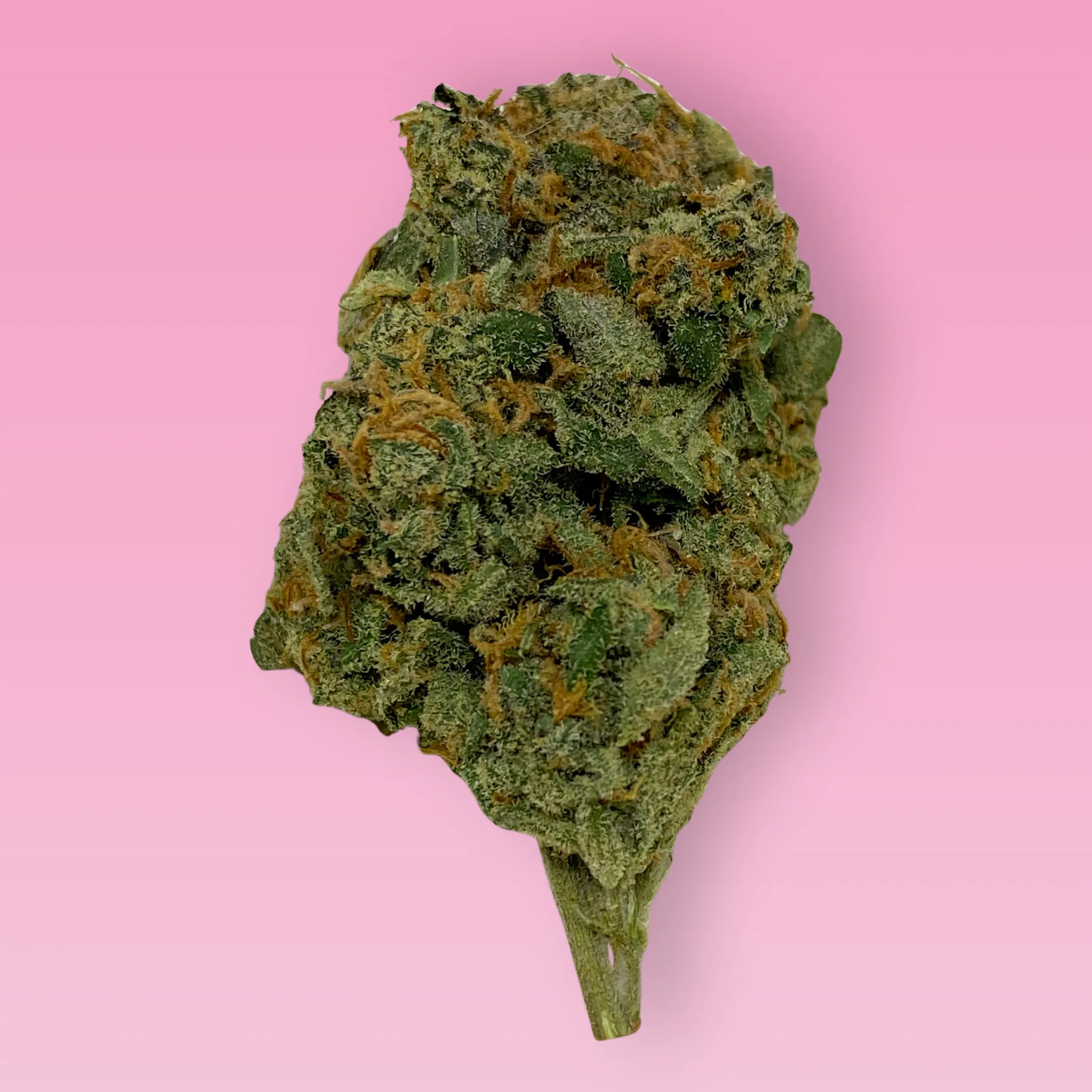 Sonic Screwdriver cannabis strain buds with citrus aroma