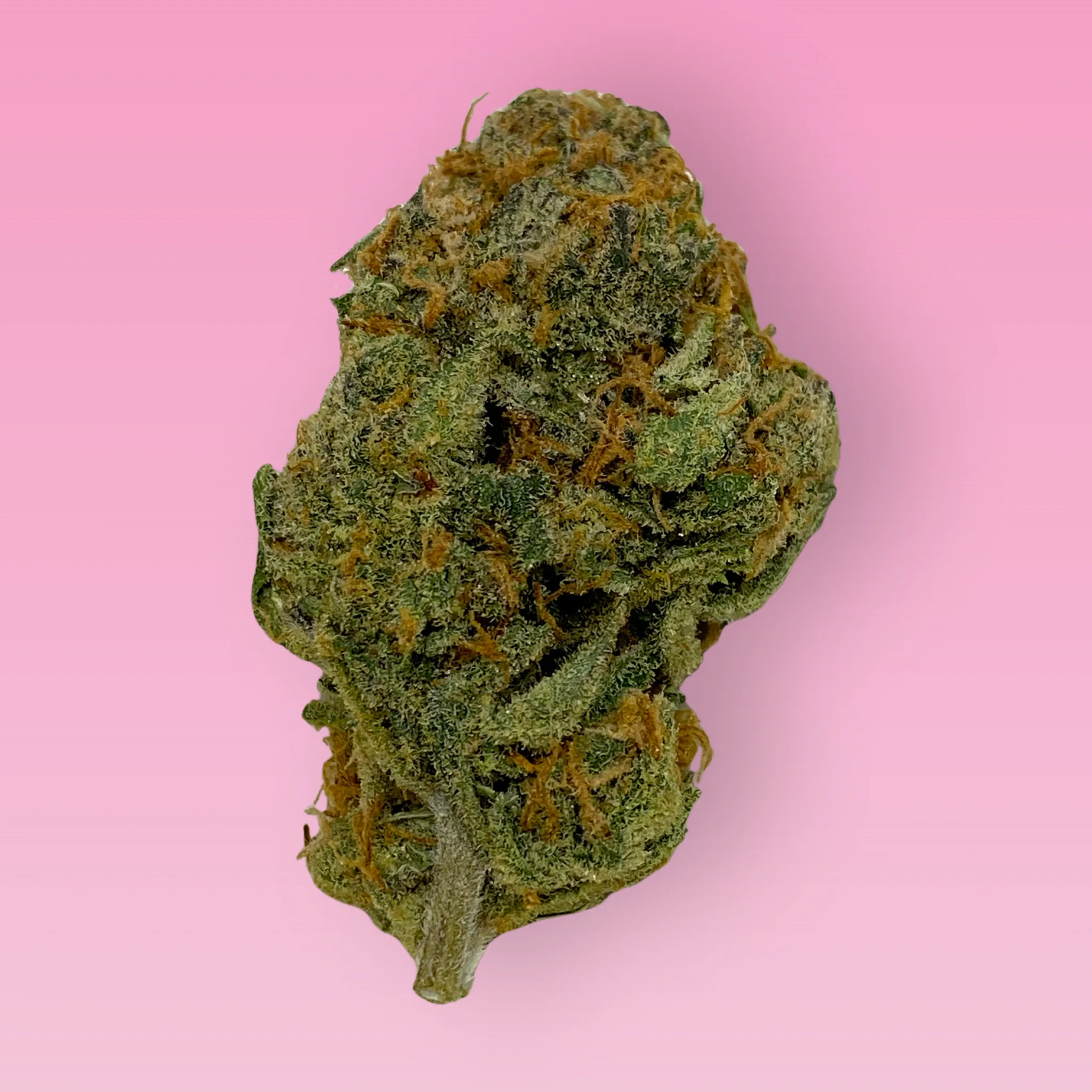 Sonic Screwdriver cannabis strain buds with citrus aroma