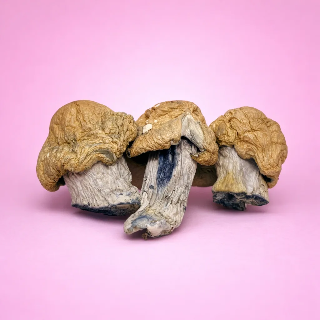 z strain psilocybin mushroom with golden caps and thick stems
