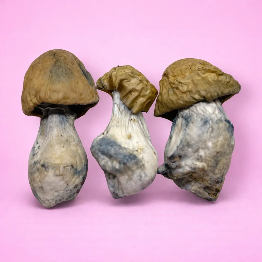 B+ psilocybin mushroom strain with golden caps and thick stems