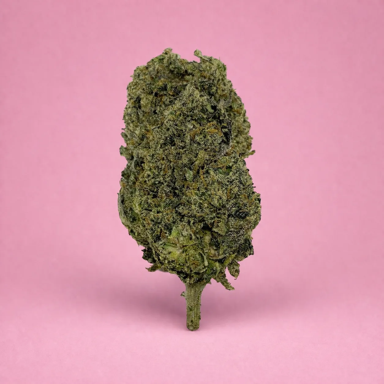 blue sunset sherbet cannabis strain buds with sweet berry citrus aroma