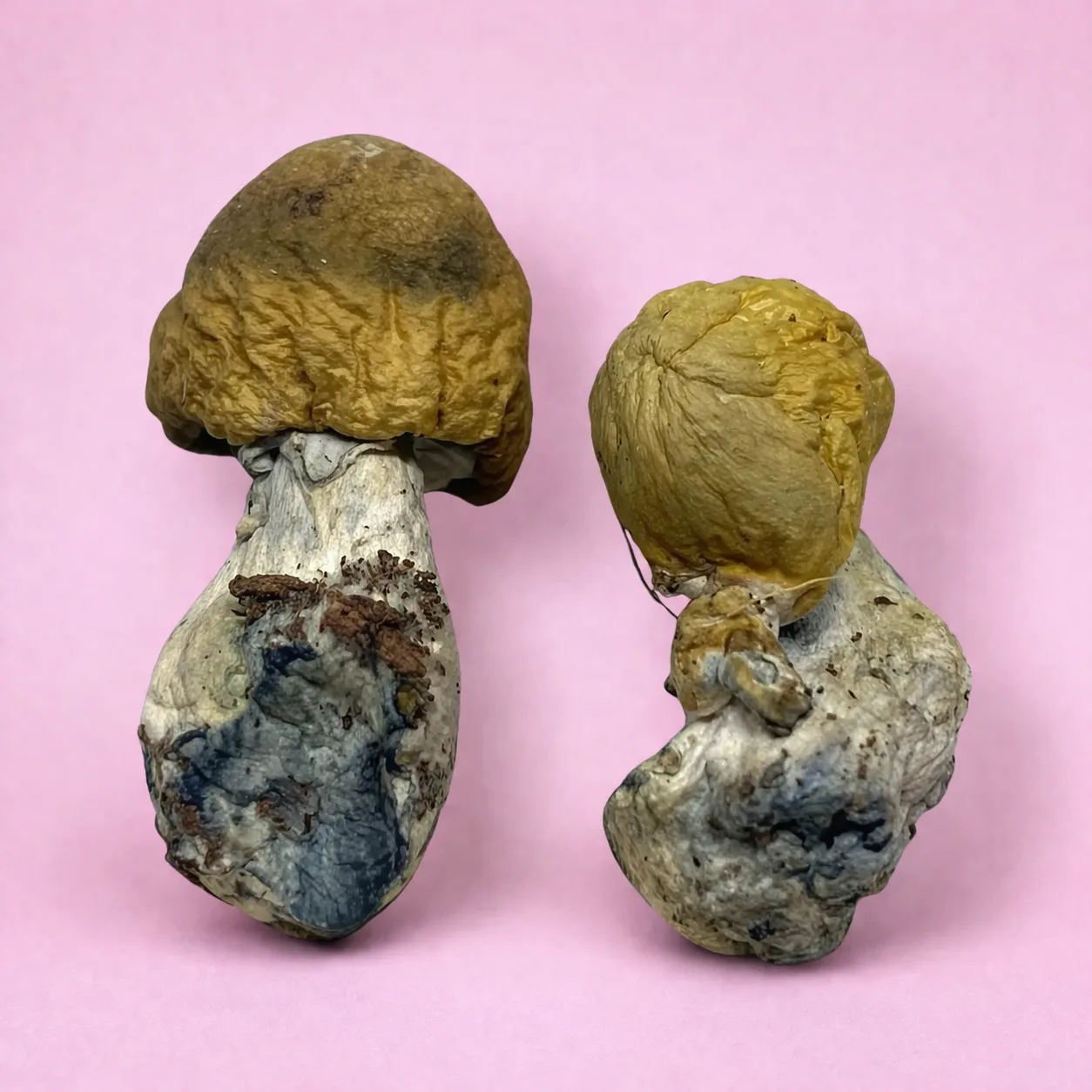 B+ psilocybin mushroom strain with golden caps and thick stems