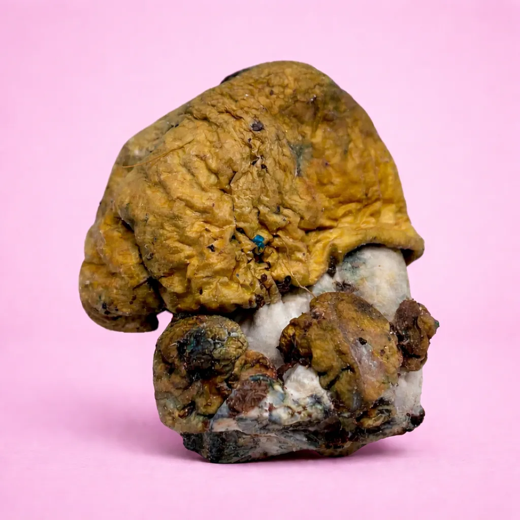 B+ psilocybin mushroom strain with golden caps and thick stems