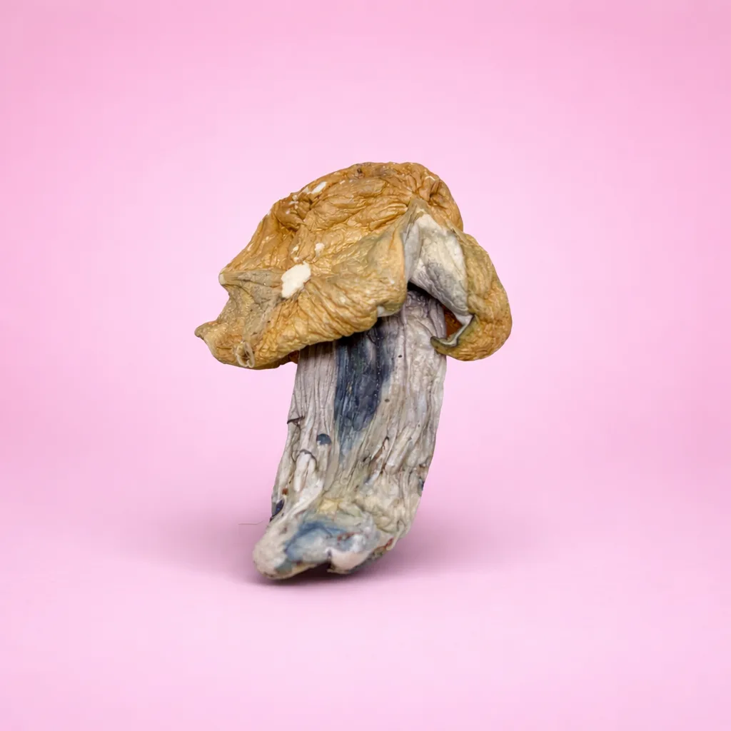 z strain psilocybin mushroom with golden caps and thick stems