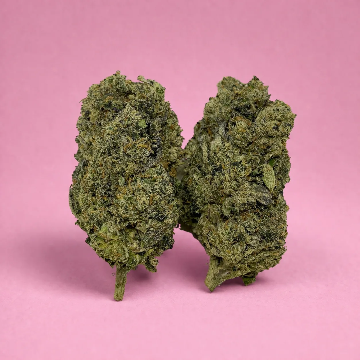 blue sunset sherbet cannabis strain buds with sweet berry citrus aroma