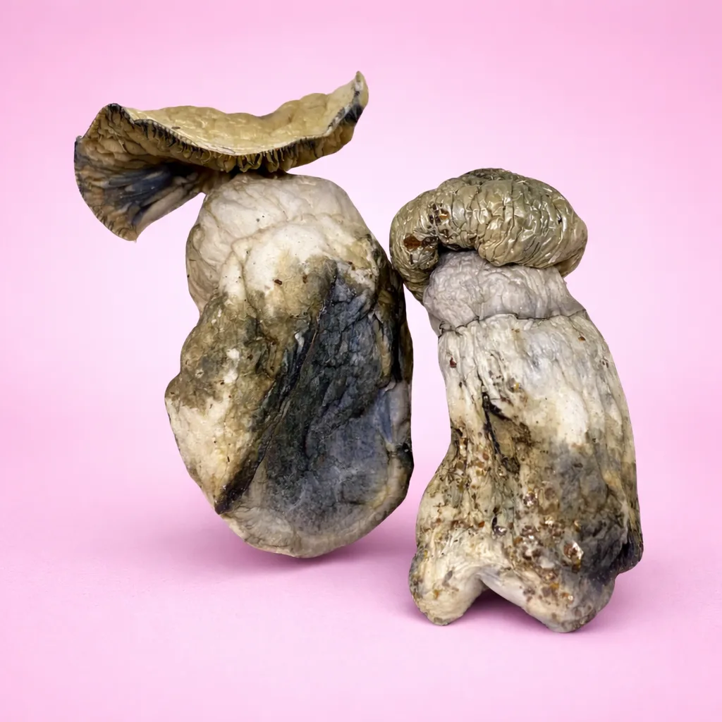 Dried Jedi Mind Fuck psilocybin mushrooms with twisted stems and bruised blue caps