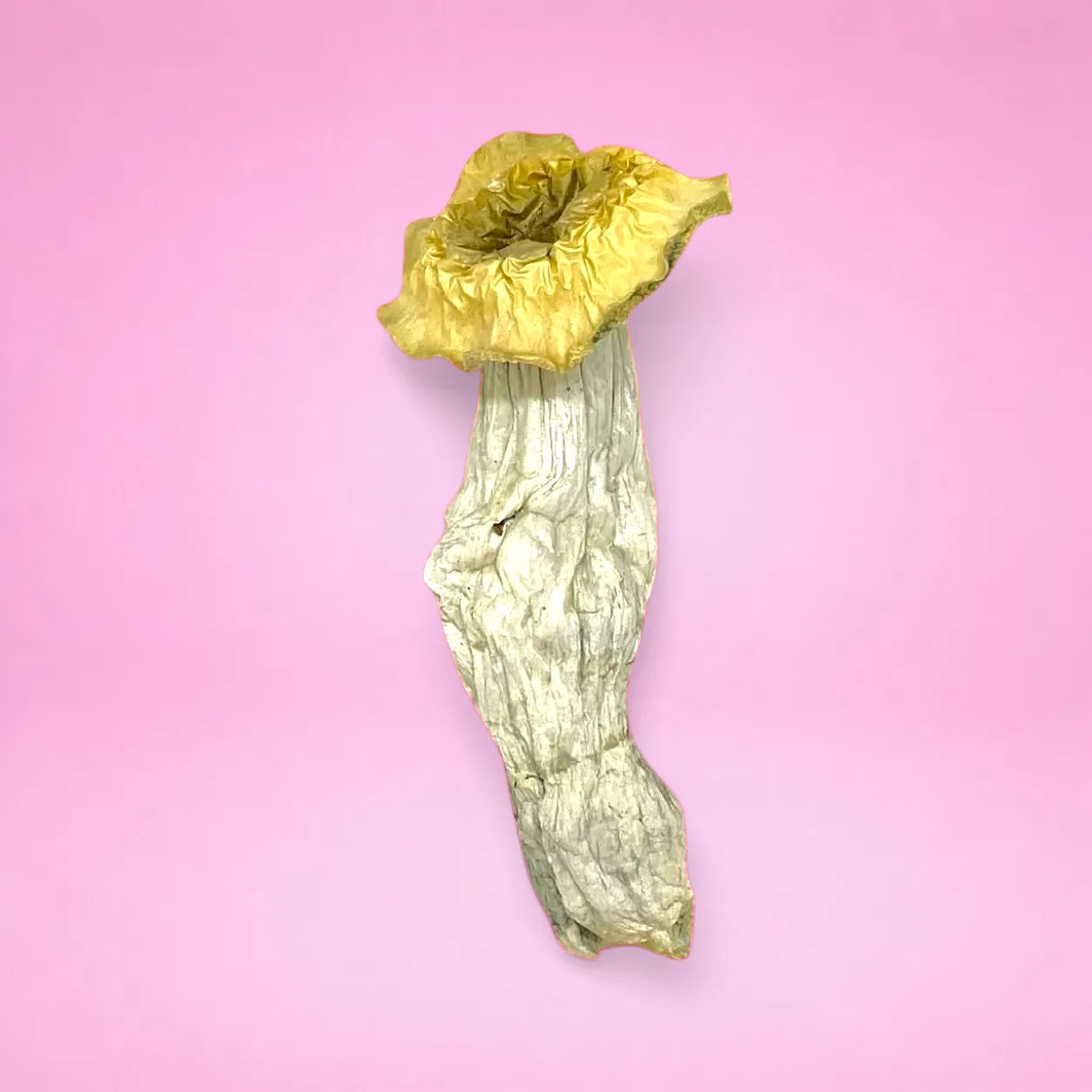 Albino Riptide psilocybin mushrooms with ghostly white stems and pale caps, known for clean, powerful visuals and smooth psychedelic effects