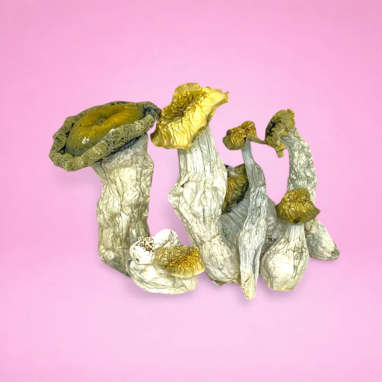 Albino Riptide psilocybin mushrooms with ghostly white stems and pale caps, known for clean, powerful visuals and smooth psychedelic effects