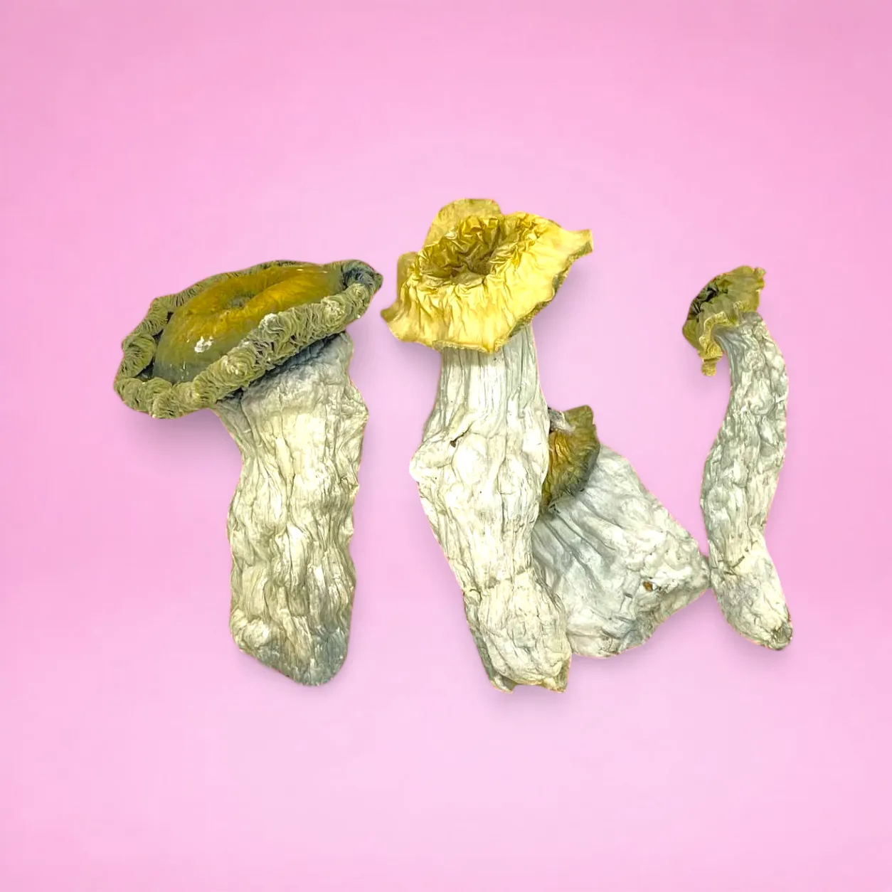 Albino Riptide psilocybin mushrooms with ghostly white stems and pale caps, known for clean, powerful visuals and smooth psychedelic effects