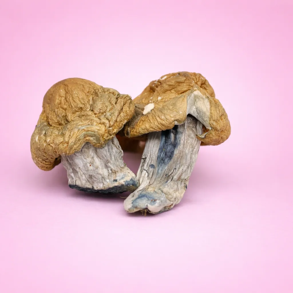 z strain psilocybin mushroom with golden caps and thick stems