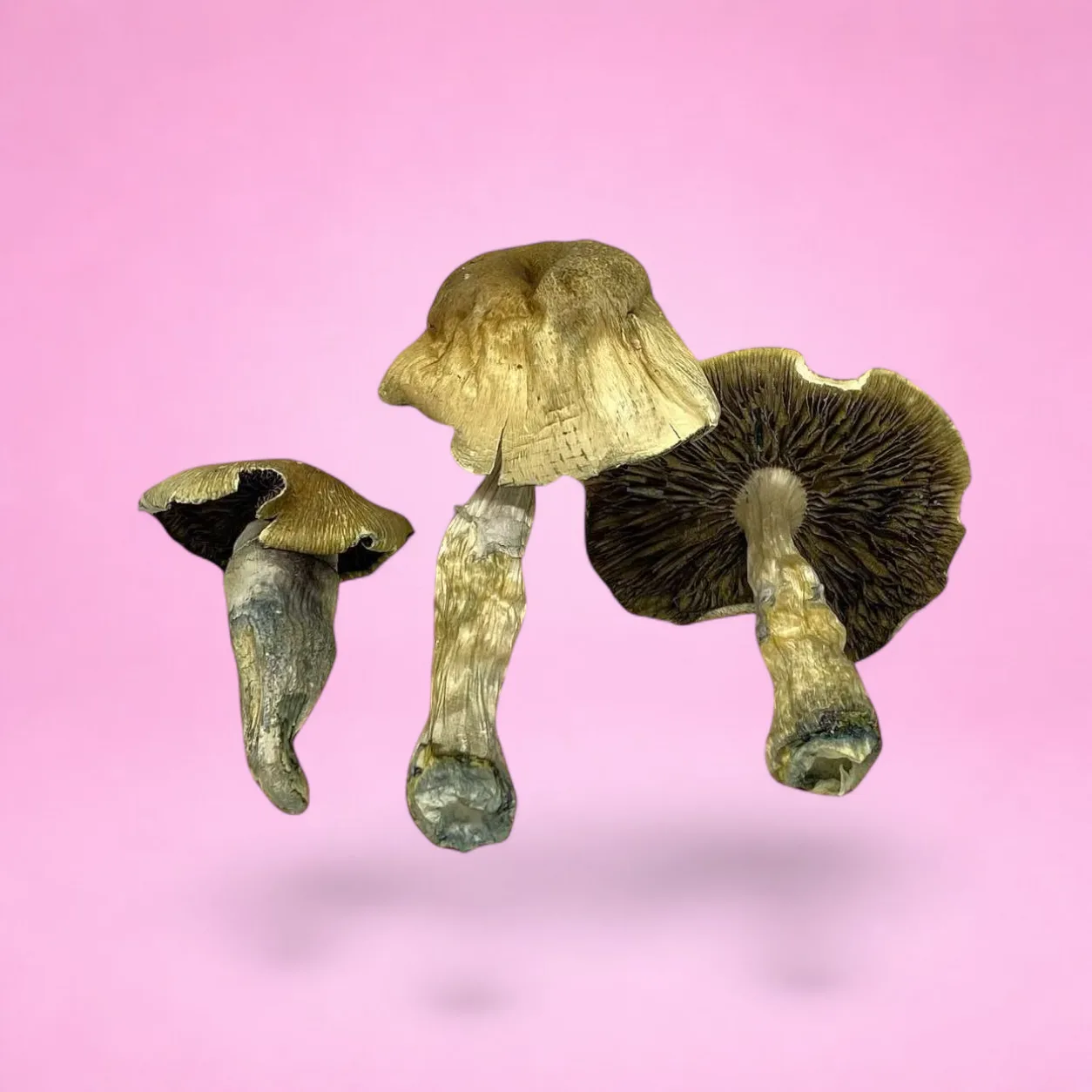 Fiji psilocybin mushrooms with pale stems and tan caps, known for smooth, euphoric effects and balanced psychedelic experience