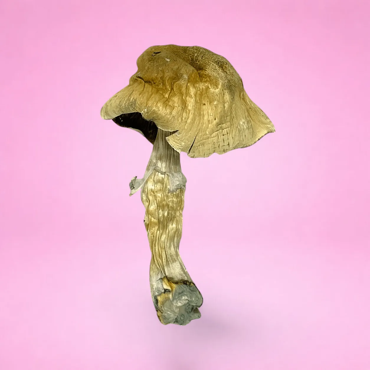 Fiji psilocybin mushrooms with pale stems and tan caps, known for smooth, euphoric effects and balanced psychedelic experience