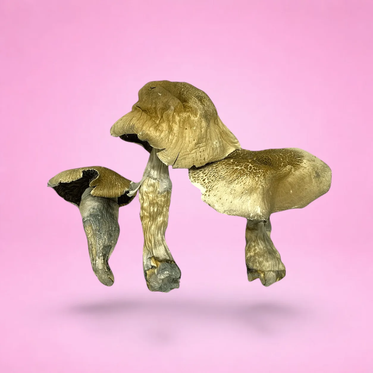 Fiji psilocybin mushrooms with pale stems and tan caps, known for smooth, euphoric effects and balanced psychedelic experience