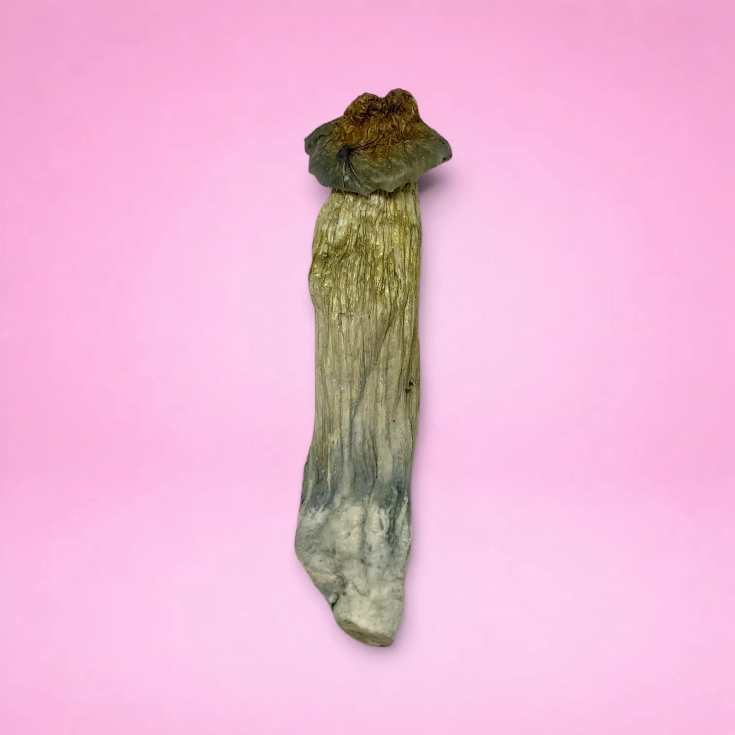 Full Moon Party psilocybin mushrooms (Psilocybe cubensis) dried