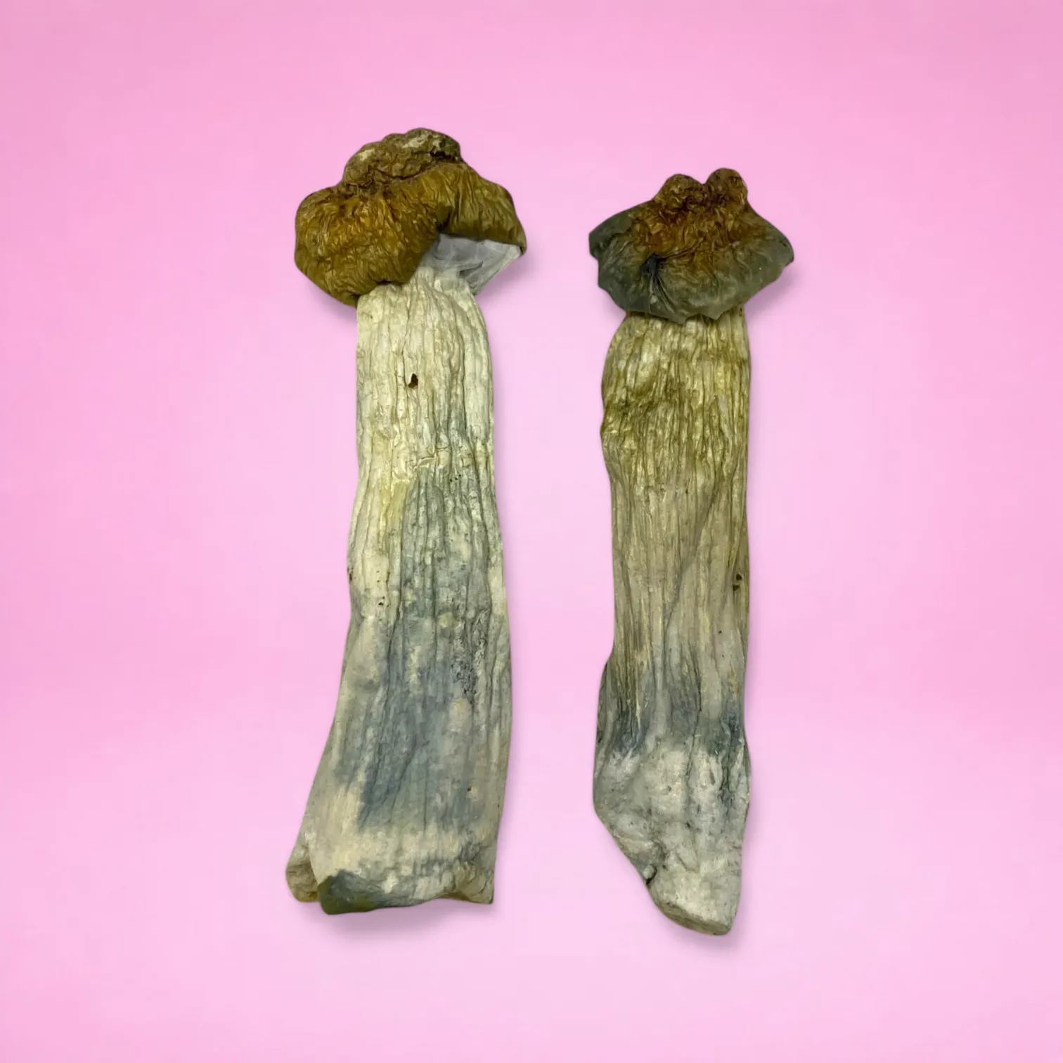Full Moon Party psilocybin mushrooms (Psilocybe cubensis) dried