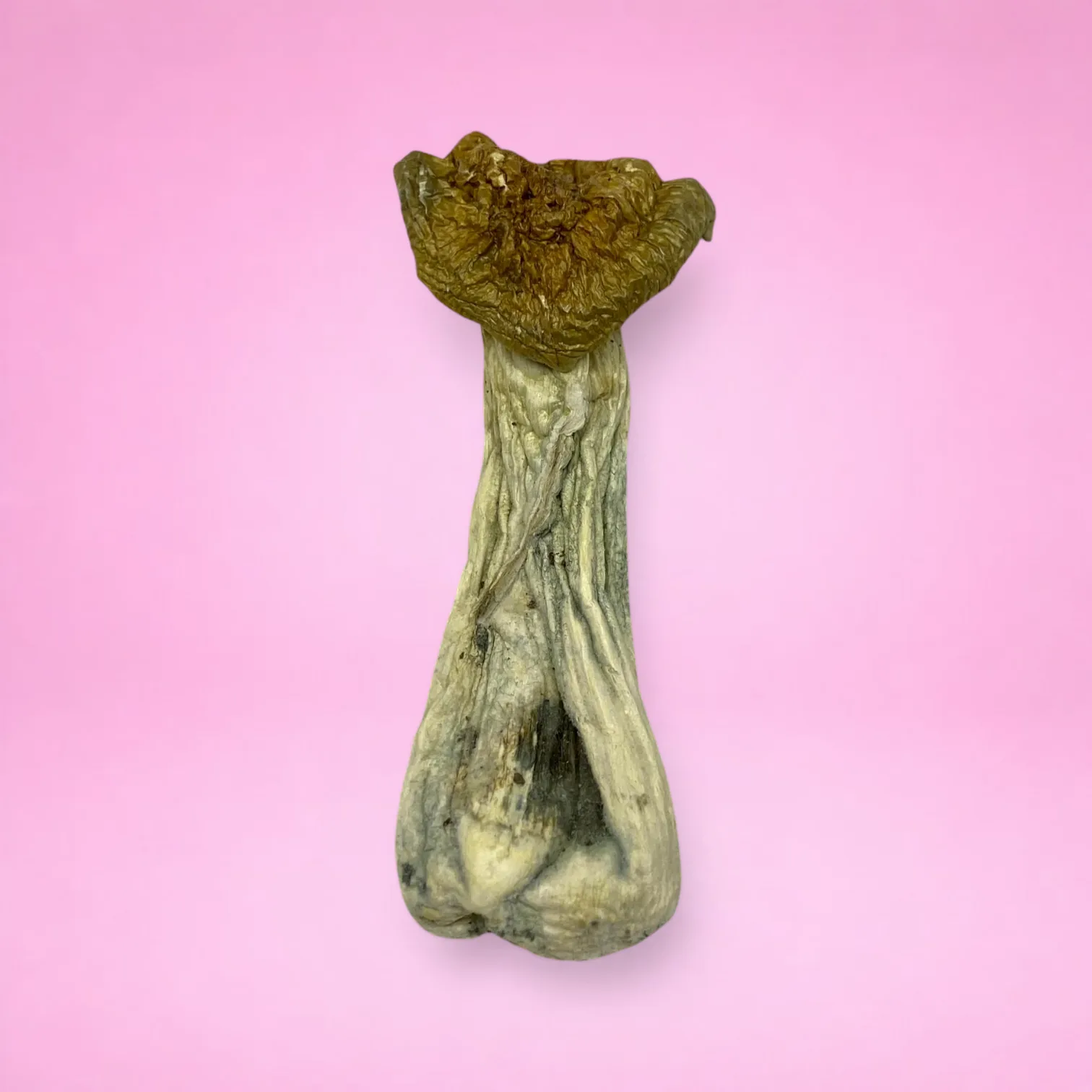 Full Moon Party psilocybin mushrooms (Psilocybe cubensis) dried