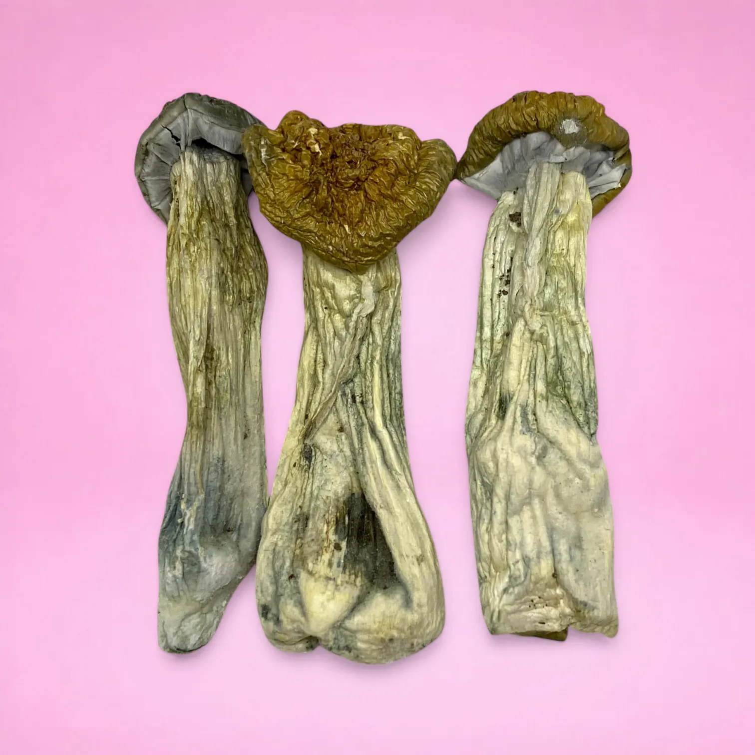 Full Moon Party psilocybin mushrooms (Psilocybe cubensis) dried