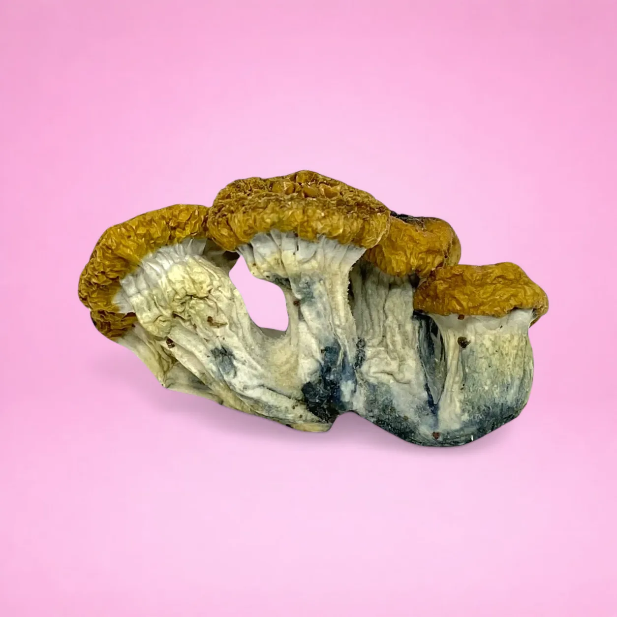 Hillbilly psilocybin mushrooms with golden caps and slender stems, known for mood-boosting and visual psychedelic effects