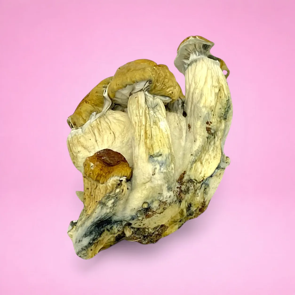 Hillbilly psilocybin mushrooms with golden caps and slender stems, known for mood-boosting and visual psychedelic effects