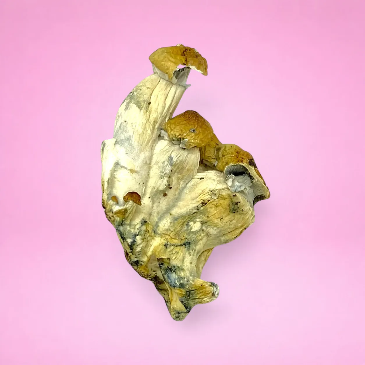 Hillbilly psilocybin mushrooms with golden caps and slender stems, known for mood-boosting and visual psychedelic effects