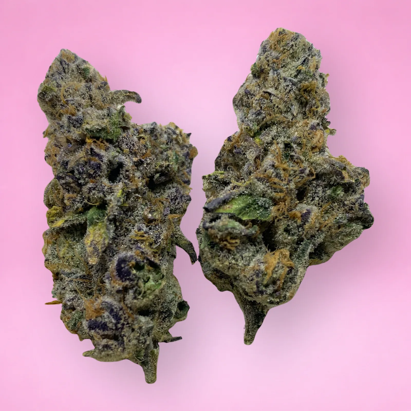 pineapple fruz cannabis strain buds with tropical citrus aroma