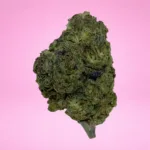 SOUR CHERRY