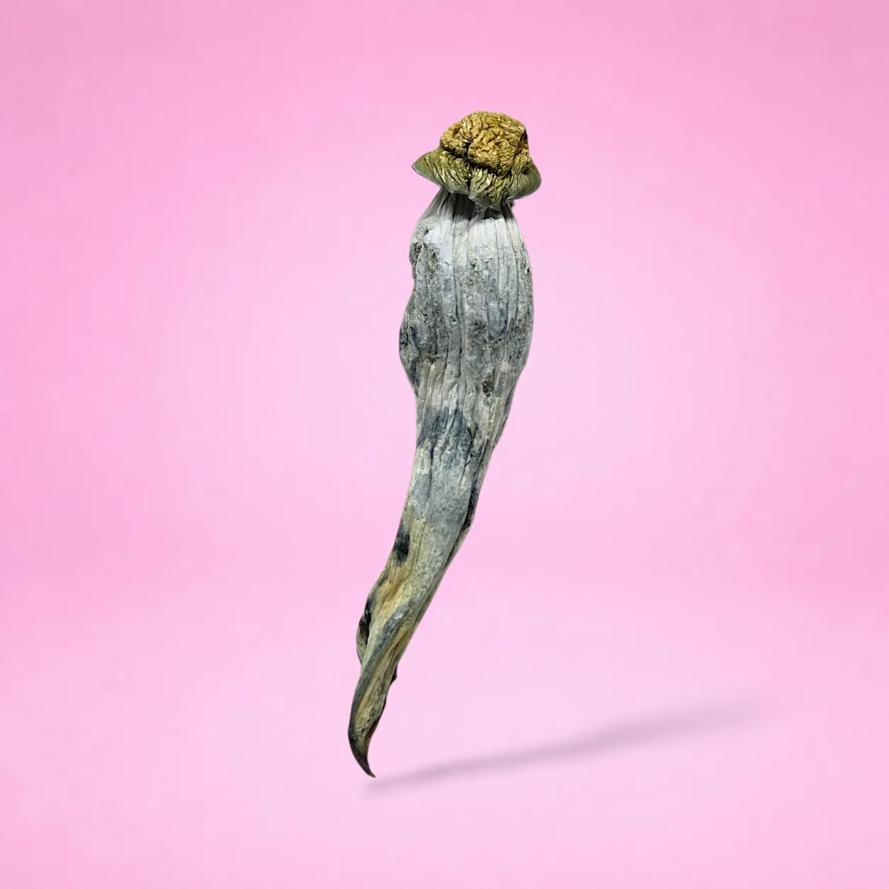 Timbit dried psilocybin mushrooms on a neutral background