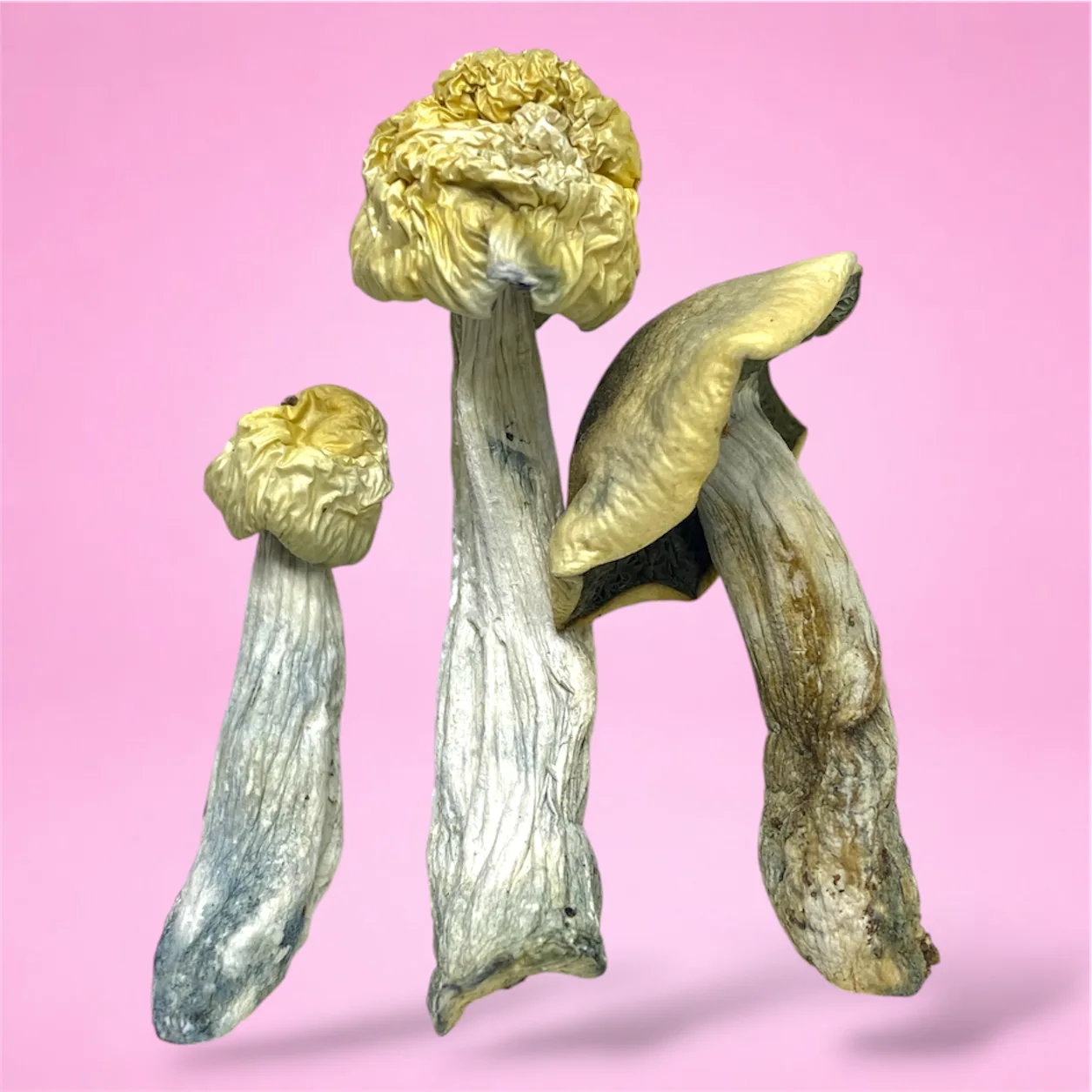 blue teacher psilocybin mushroom strain with pale caps and blue bruising