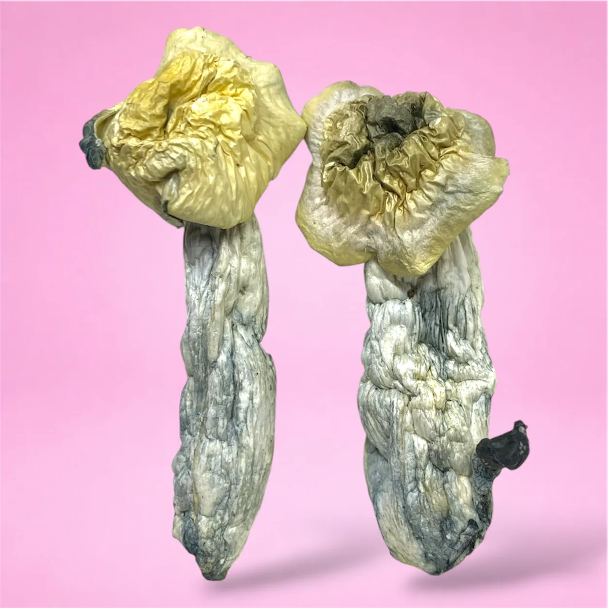 blue teacher psilocybin mushroom strain with pale caps and blue bruising