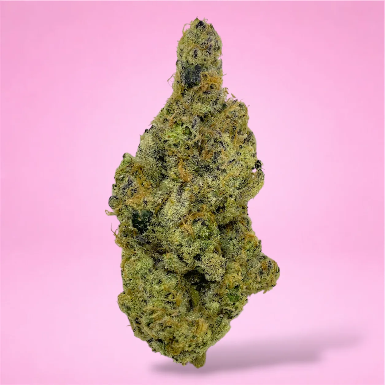 guava haze cannabis strain buds with tropical citrus and haze aroma