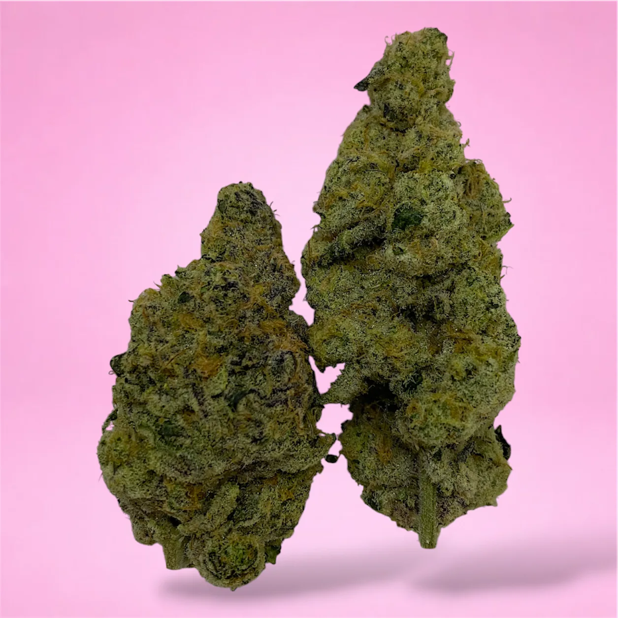 guava haze cannabis strain buds with tropical citrus and haze aroma