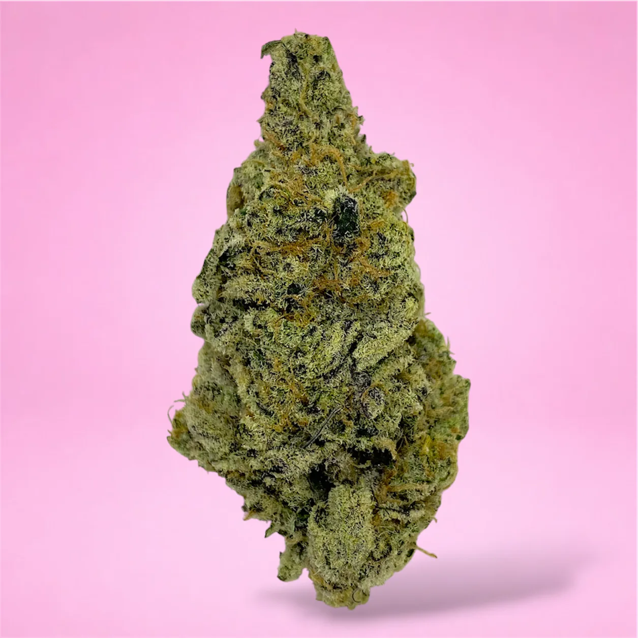 guava haze cannabis strain buds with tropical citrus and haze aroma