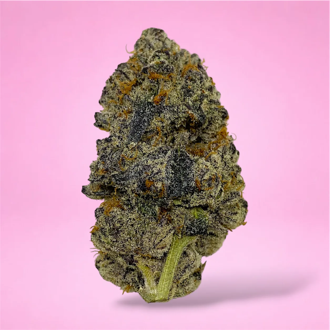 space juice cannabis strain buds with citrus and earthy aroma violet tinted trichomes