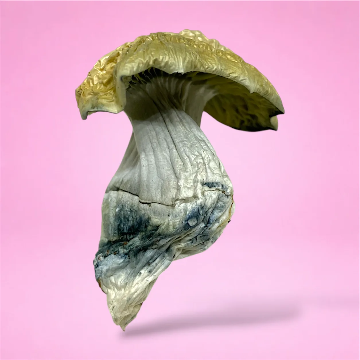 jack frost psilocybin mushroom strain white caps blue bruising albino cubensis