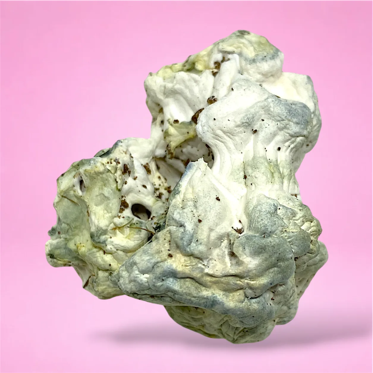 natal moon albino bluey vuitton psilocybin mushroom enigma mutation coral shaped fruiting bodies