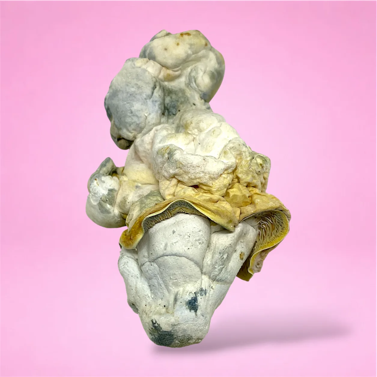 natal moon albino bluey vuitton psilocybin mushroom enigma mutation coral shaped fruiting bodies