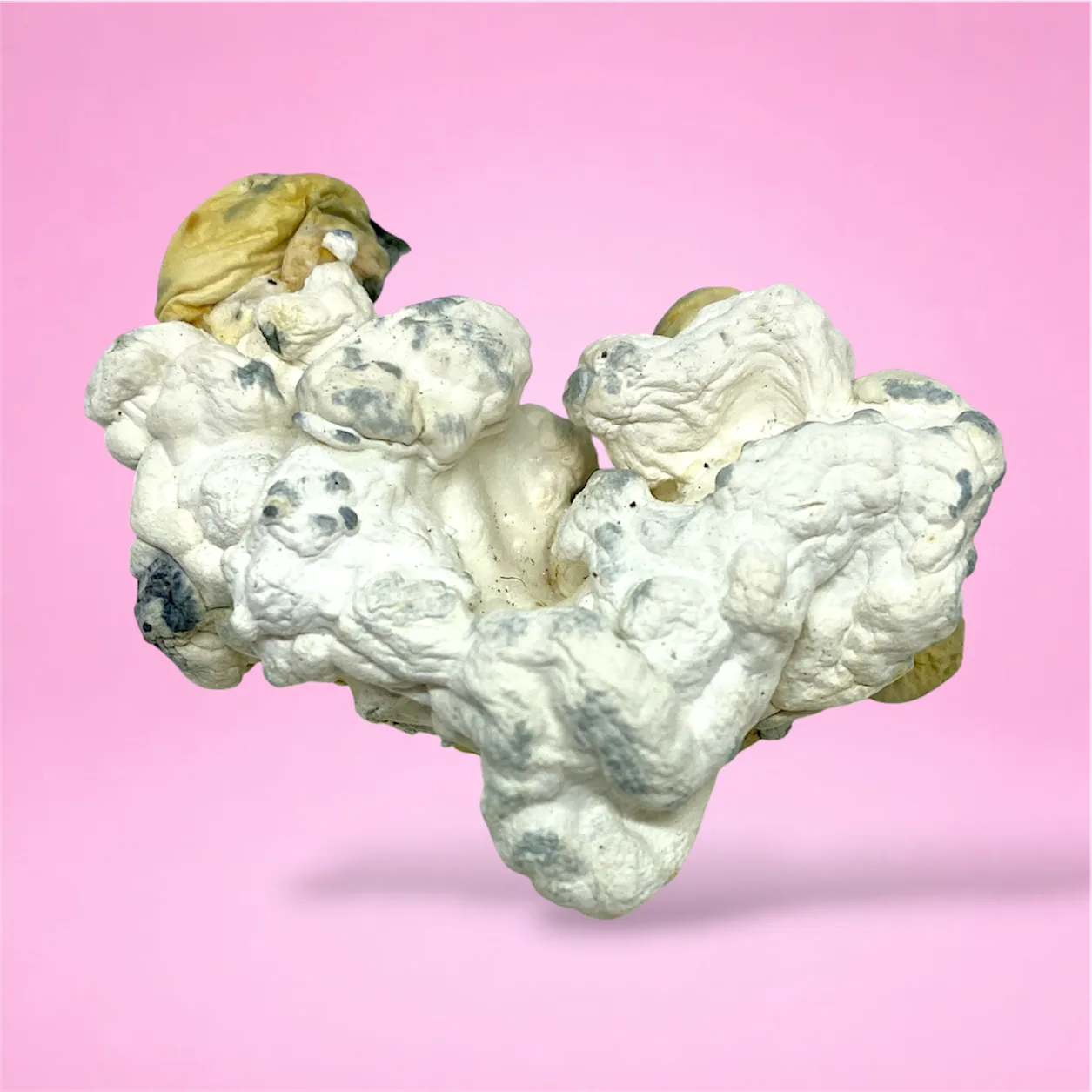 natal moon albino bluey vuitton psilocybin mushroom enigma mutation coral shaped fruiting bodies