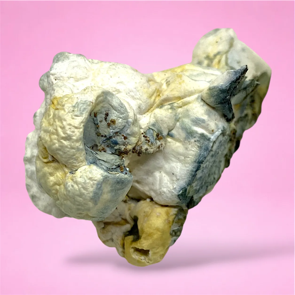 natal moon albino bluey vuitton psilocybin mushroom enigma mutation coral shaped fruiting bodies