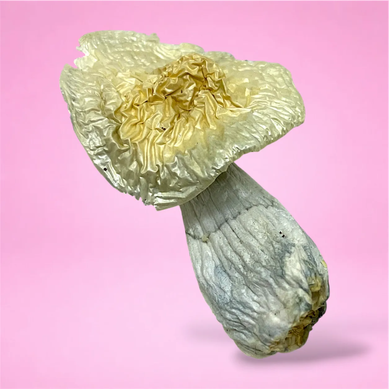 wizard caps psilocybin mushroom strain pale golden caps white grey stems blue bruising