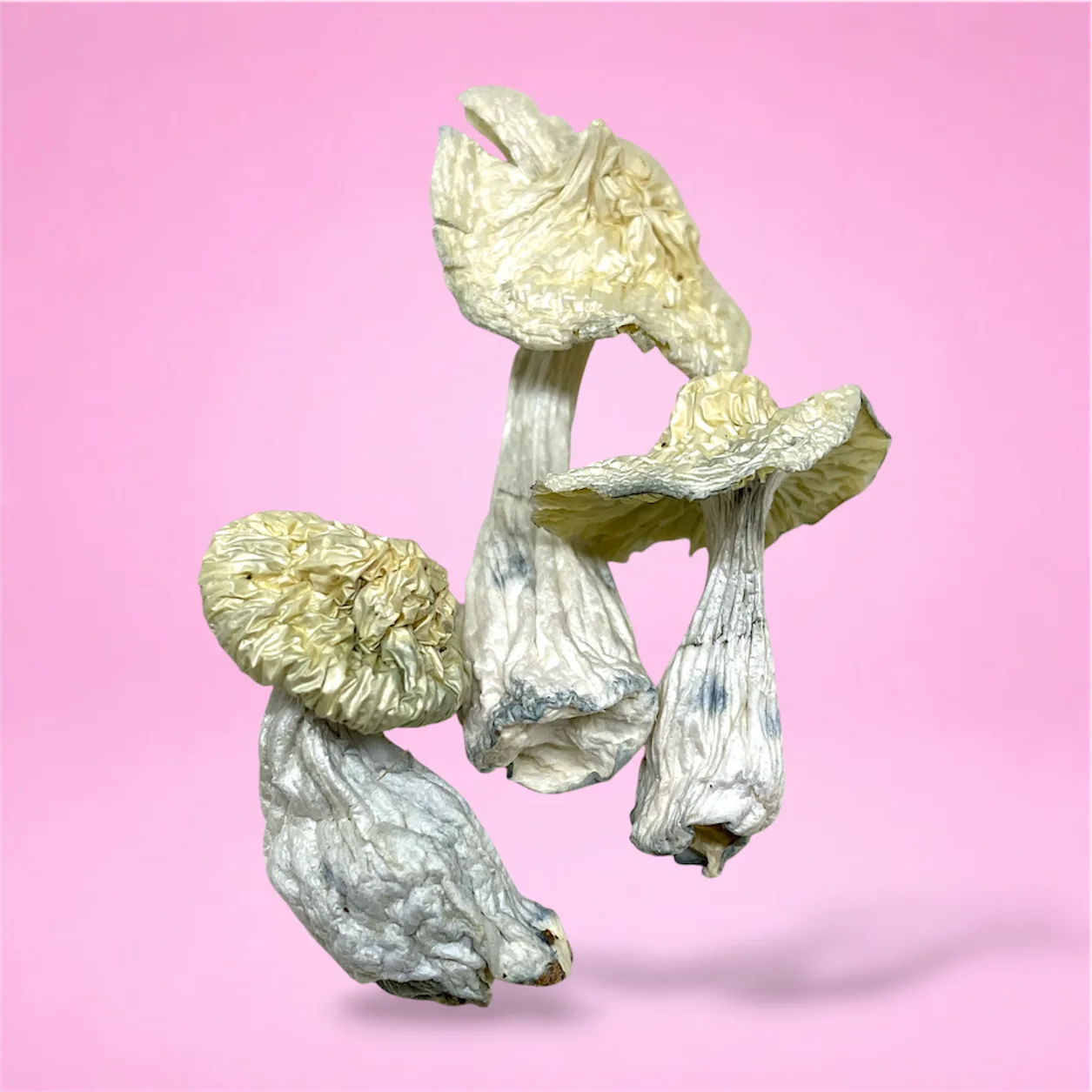 wizard caps psilocybin mushroom strain pale golden caps white grey stems blue bruising