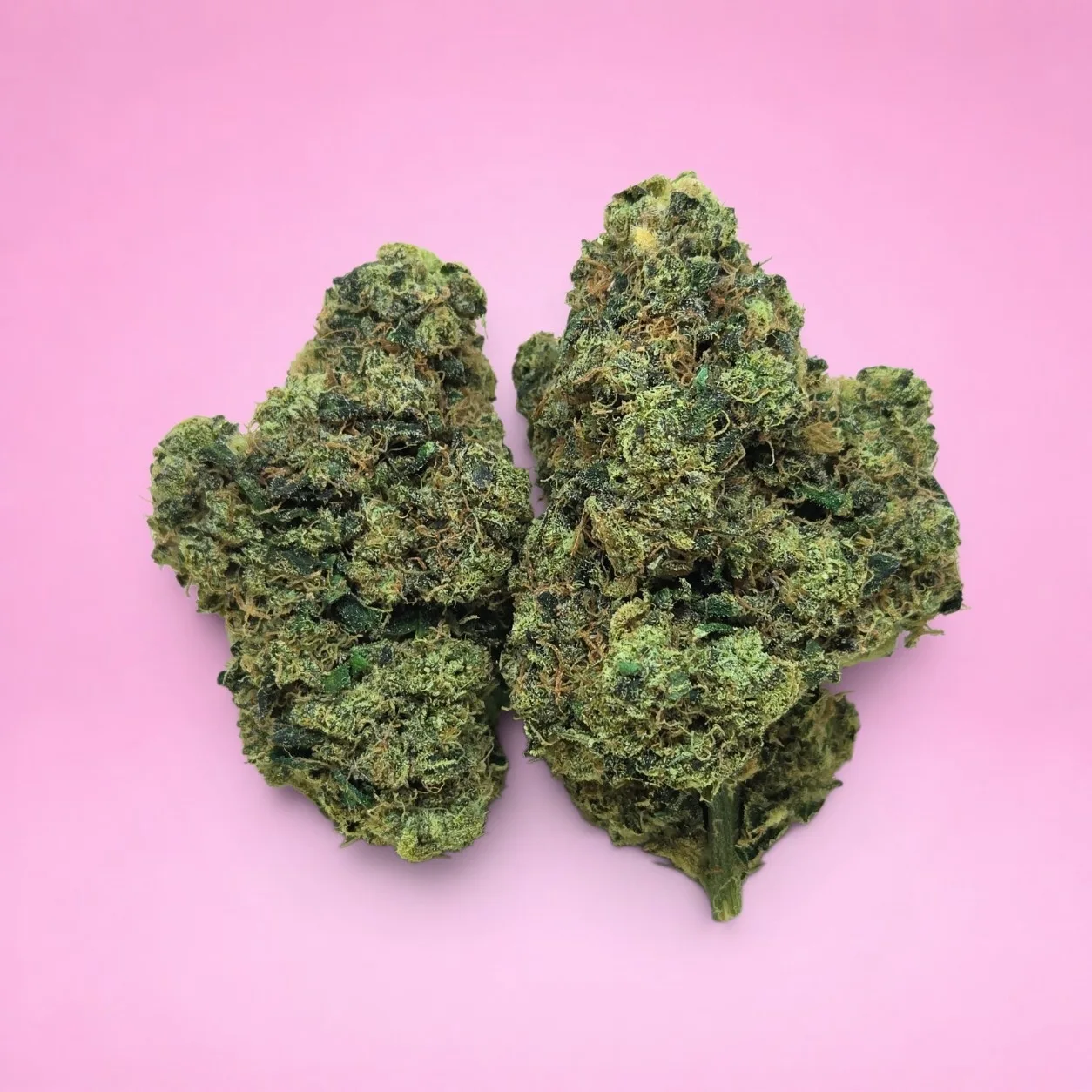 sour chem cannabis strain dense forest green buds orange pistils amber trichomes diesel aroma