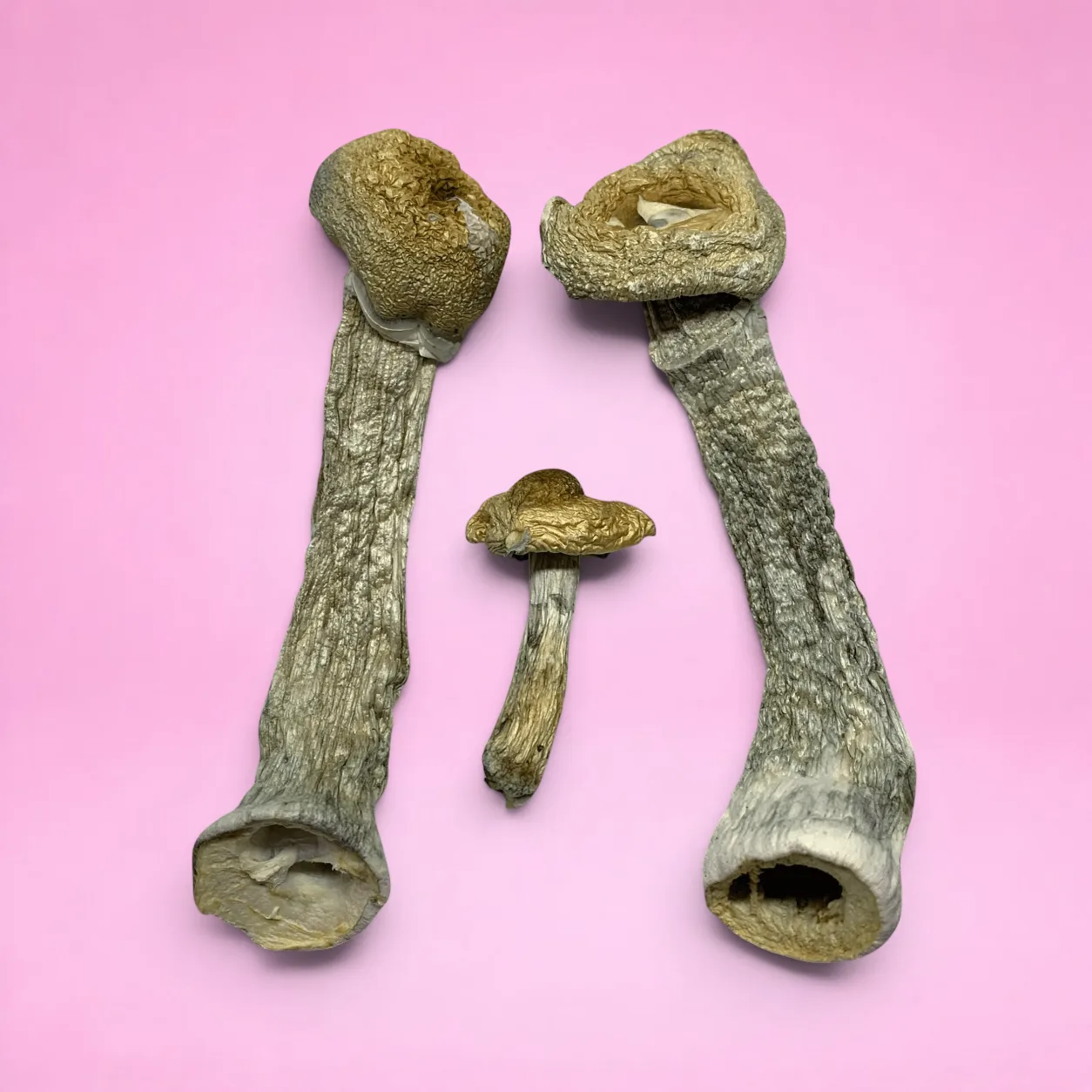Golden Teachers magic mushrooms – dried psilocybin caps with golden tops and slender stems, available from Baked In Bushwick.