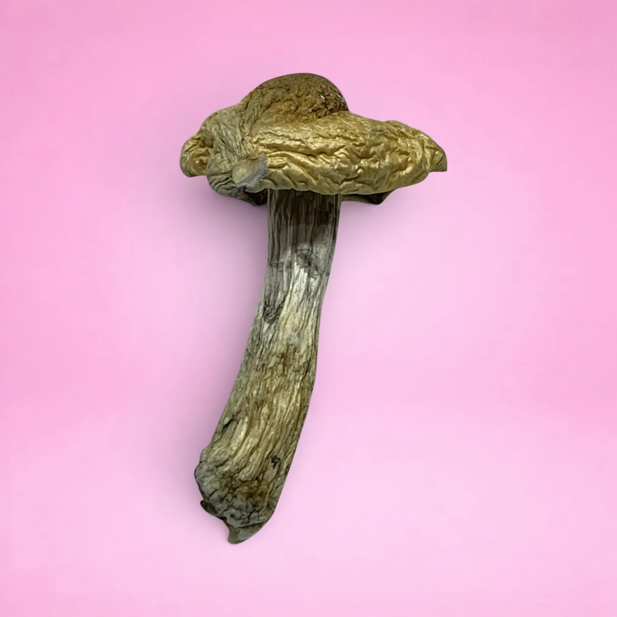 Golden Teachers magic mushrooms – dried psilocybin caps with golden tops and slender stems, available from Baked In Bushwick.