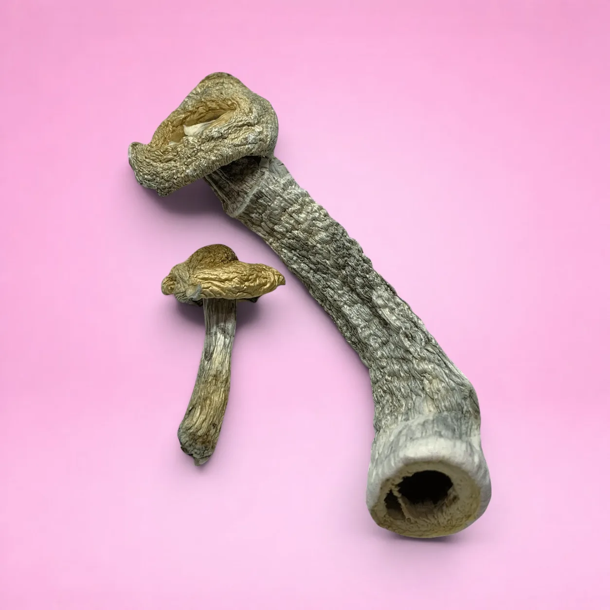 Golden Teachers magic mushrooms – dried psilocybin caps with golden tops and slender stems, available from Baked In Bushwick.