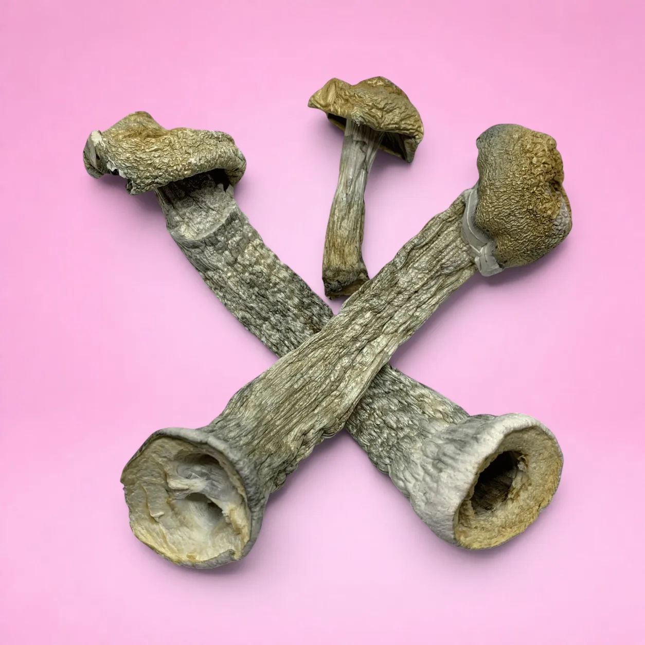 Golden Teachers magic mushrooms – dried psilocybin caps with golden tops and slender stems, available from Baked In Bushwick.