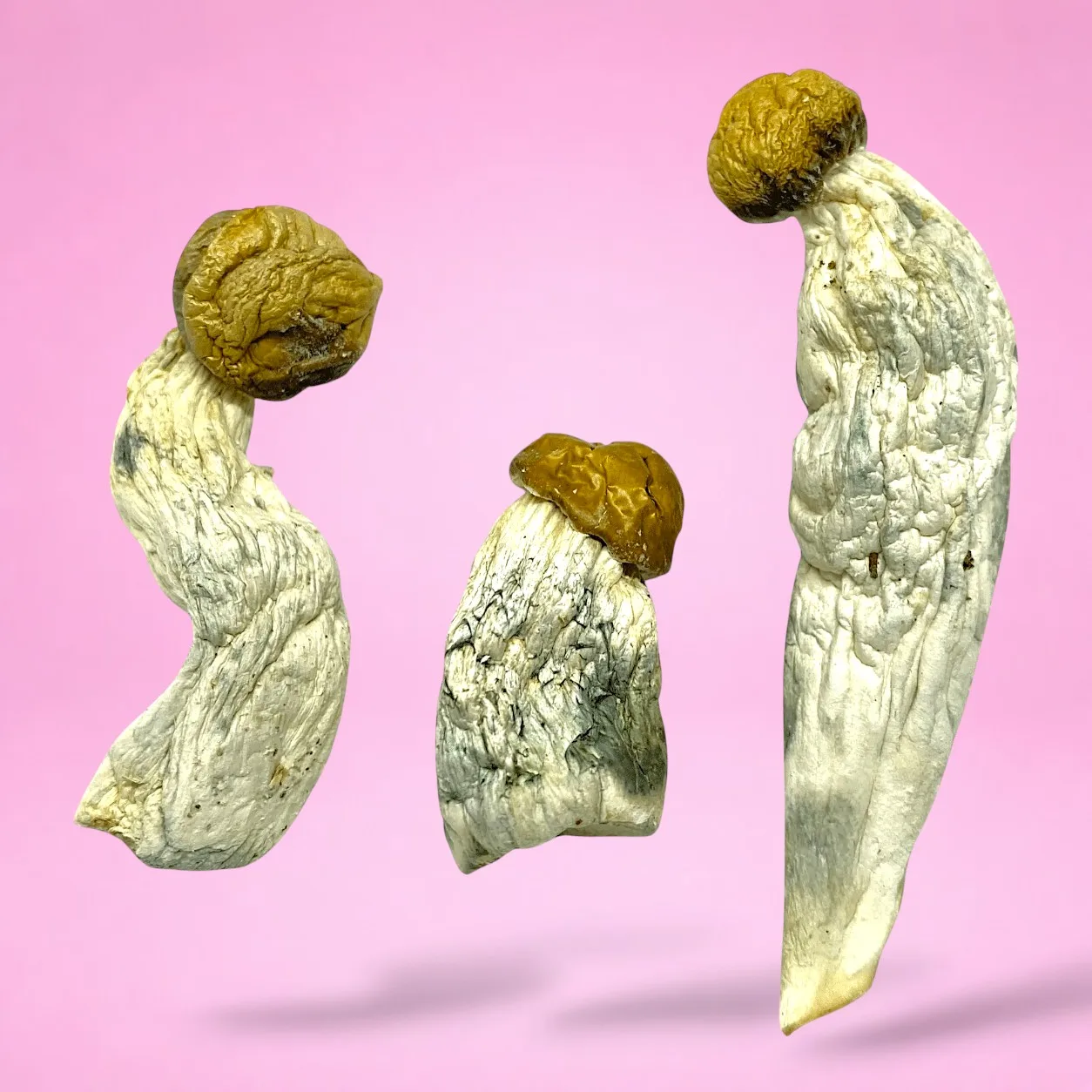 Thrasher psilocybin mushroom strain, expertly cultivated by Baked In Bushwick​