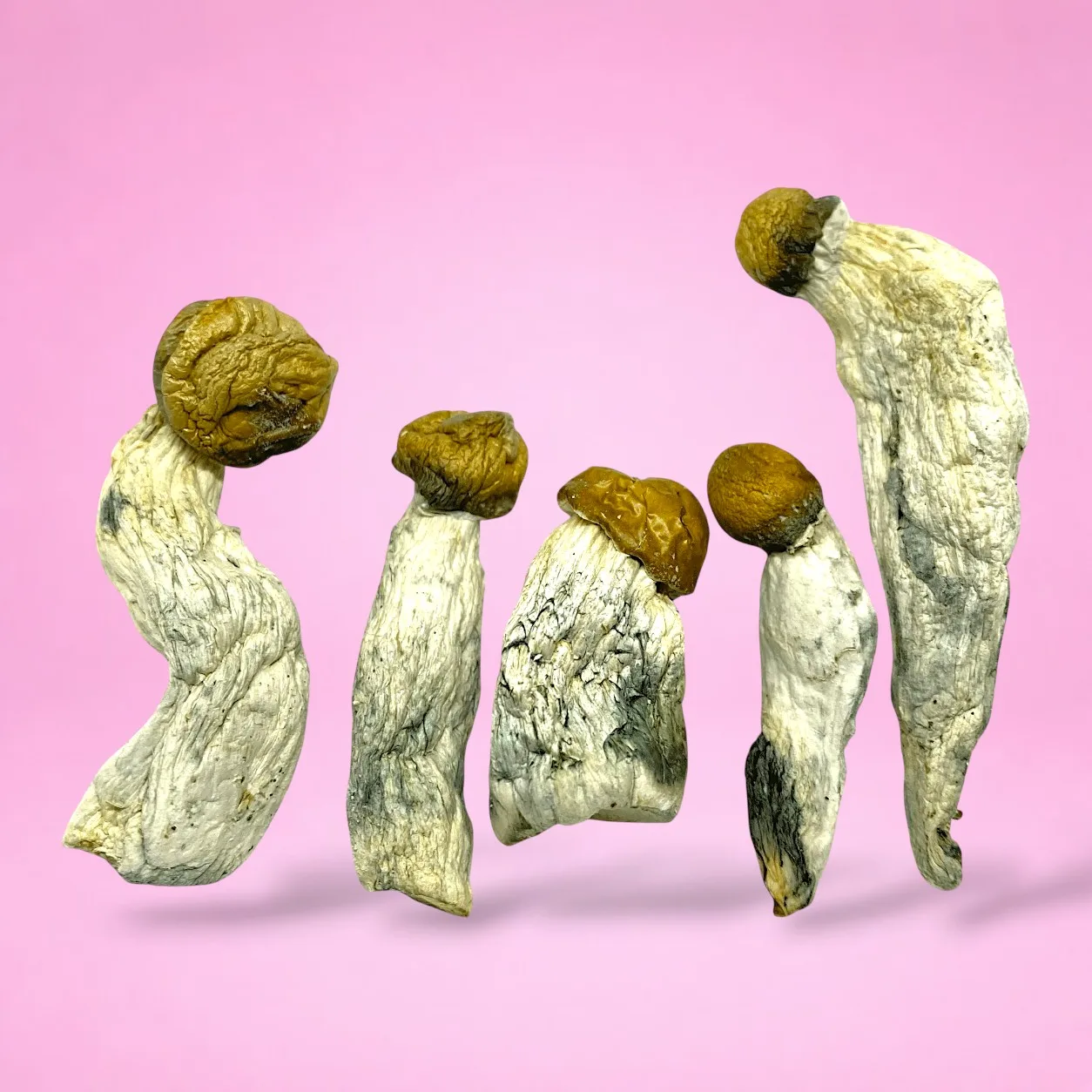 Thrasher psilocybin mushroom strain, expertly cultivated by Baked In Bushwick​