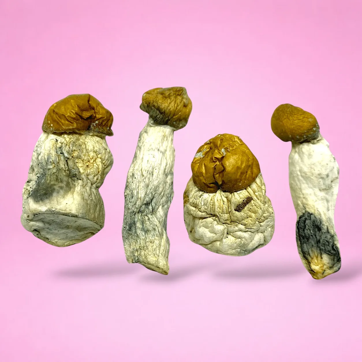 Thrasher psilocybin mushroom strain, expertly cultivated by Baked In Bushwick​